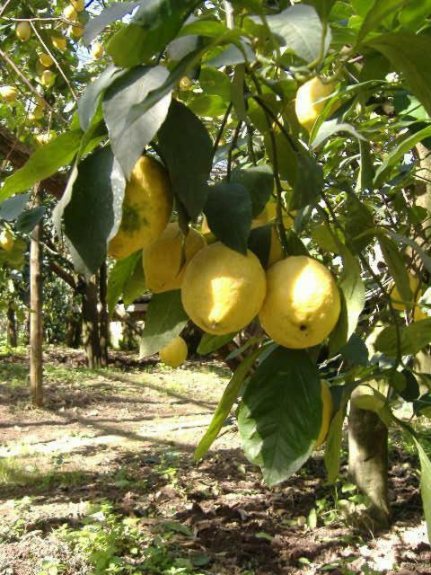 Azienda Agricola Veniero П'яно-ді-Сорренто Екстер'єр фото